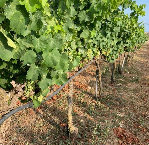 ホテル Agroturismo Llucasaldent Gran Menorca   Adults Only