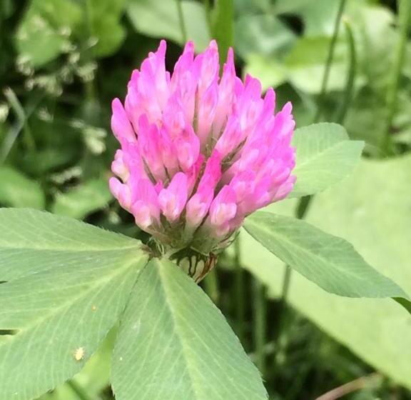 Пансион Eco Resort Lorret