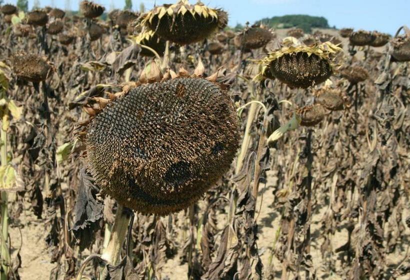 Gîte Rozies Dunes 9 P