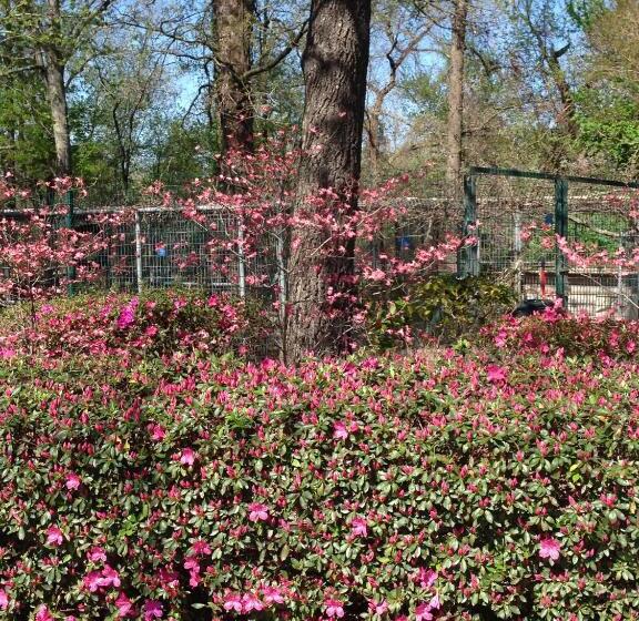 膳宿费 Dogwood Springs Lodgings