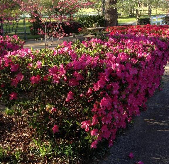 膳宿费 Dogwood Springs Lodgings