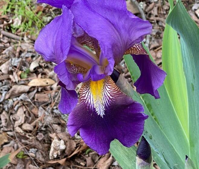 膳宿费 Dogwood Springs Lodgings