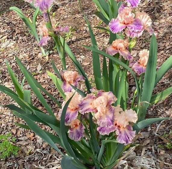 膳宿费 Dogwood Springs Lodgings