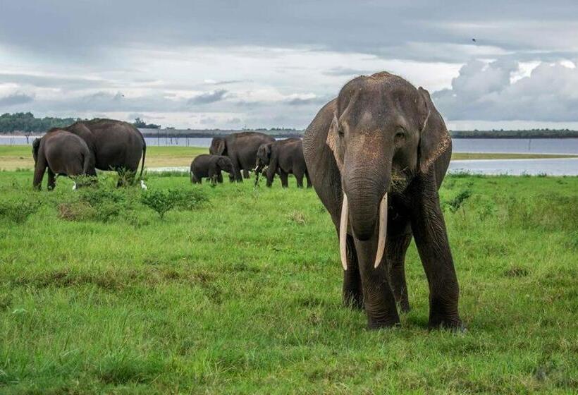 فندق Elephant Lodge