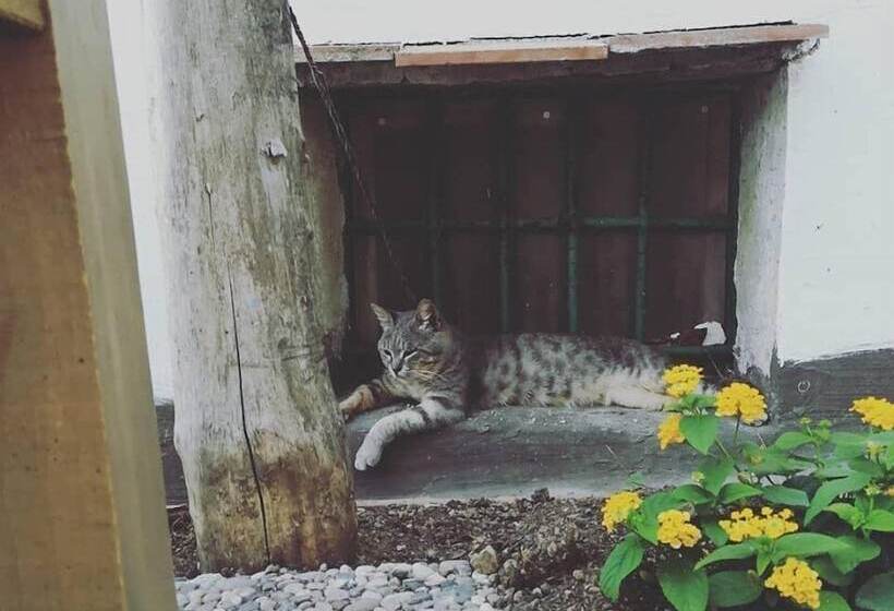 住宿加早餐 Torre Elisea