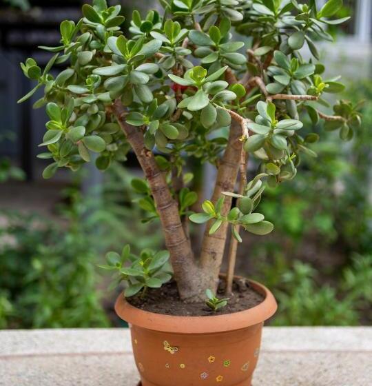 هاستل Tsera House