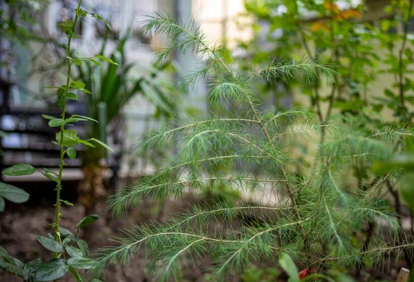 هاستل Tsera House