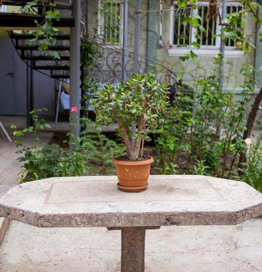 هاستل Tsera House