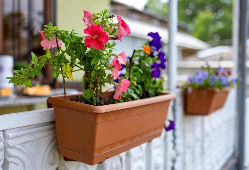 هاستل Tsera House