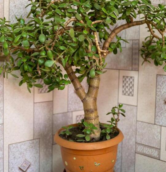 هاستل Tsera House