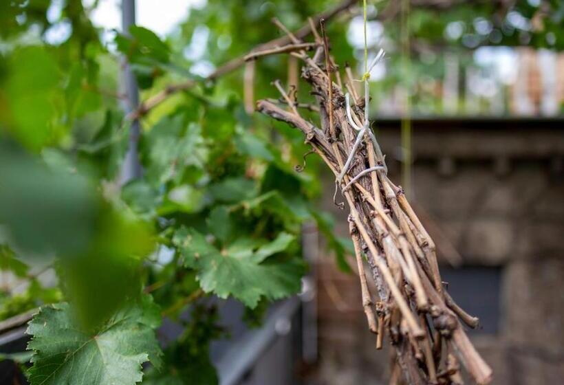 هاستل Tsera House