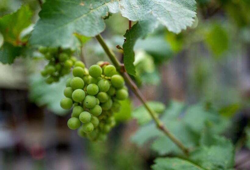 هاستل Tsera House