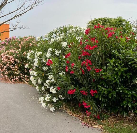 تختخواب و صبحانه Angelo