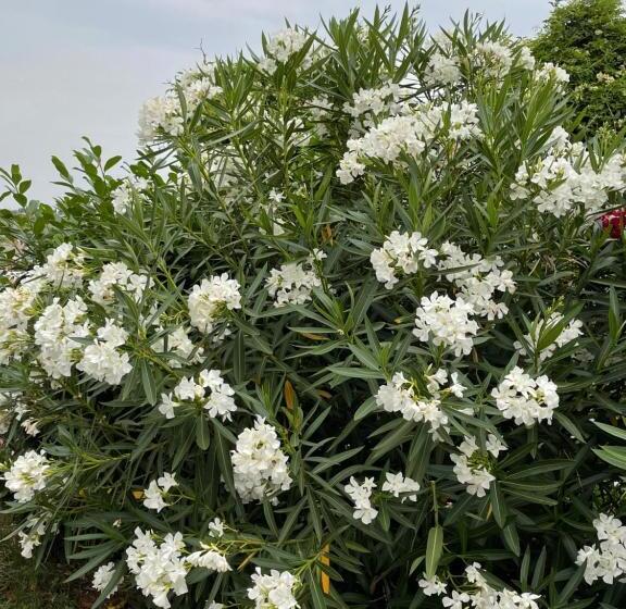 تختخواب و صبحانه Angelo