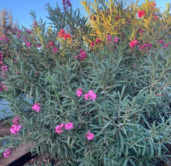 פנסיון Riad Les Trois Merveilles