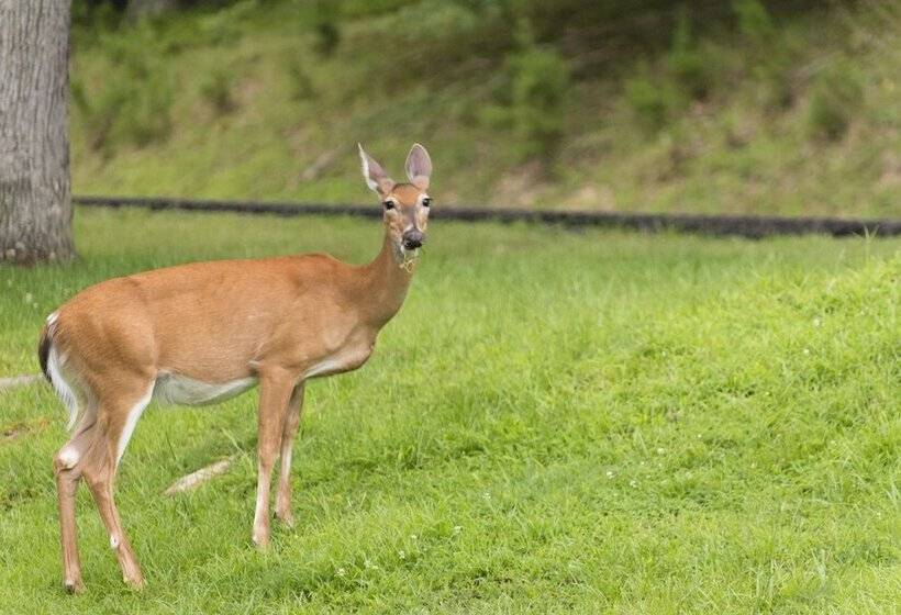Carter Caves State Resort Park