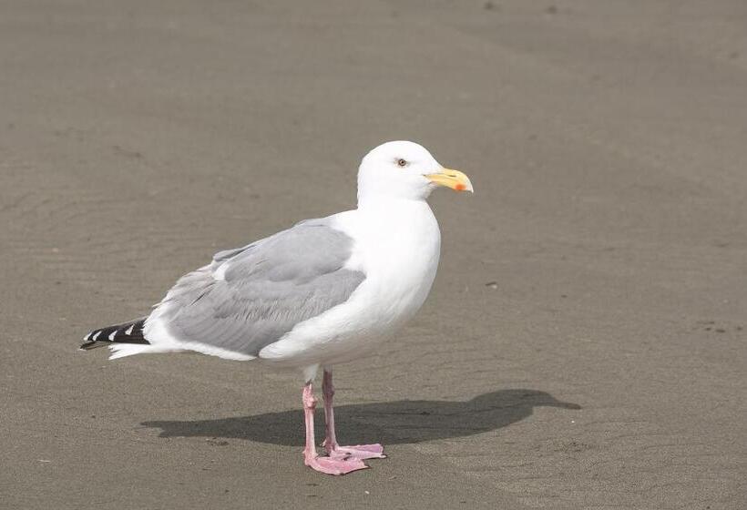 فندق Canterbury Inn