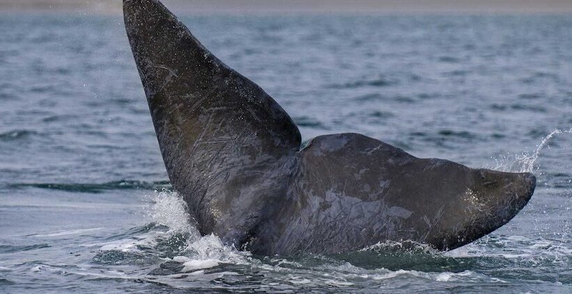 酒店 Captain Lawrence Inn