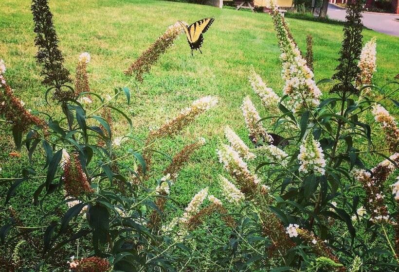 فندق Century Suites