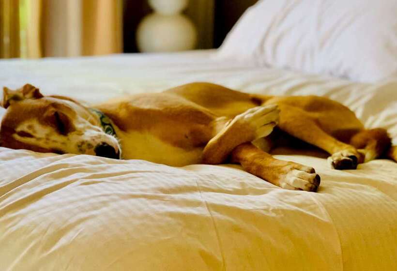 فندق Sonesta Simply Suites Dallas Richardson