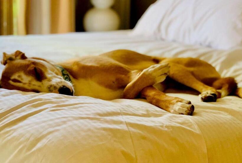 Отель Sonesta Simply Suites Knoxville