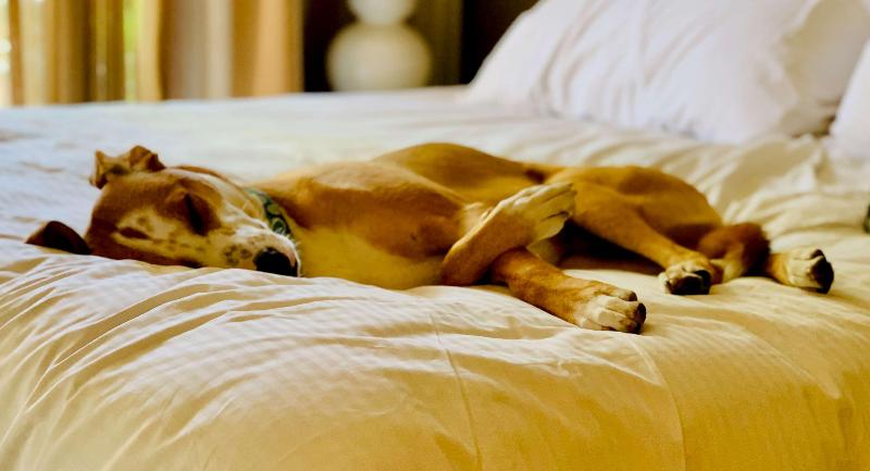 فندق Executive Residency By Best Western Philadelphia Willow Grove