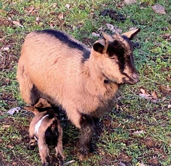 بنسيون Le Petit Moulin