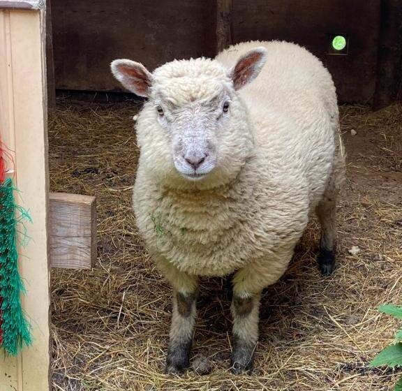 بنسيون Le Petit Moulin