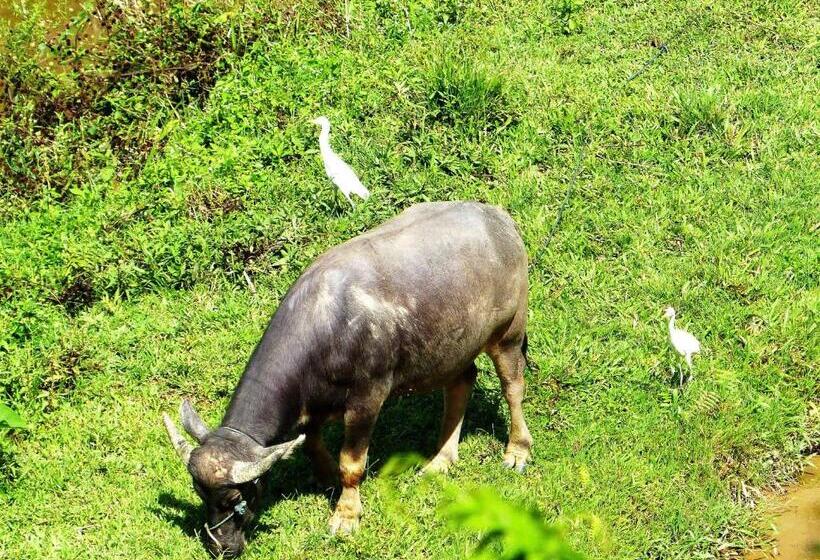 호텔 Toraja Torsina