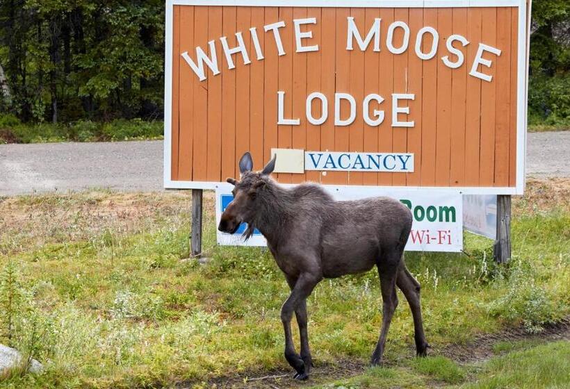 فندق White Moose Lodge