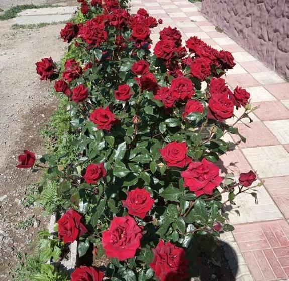 پانسیون Max Guest House