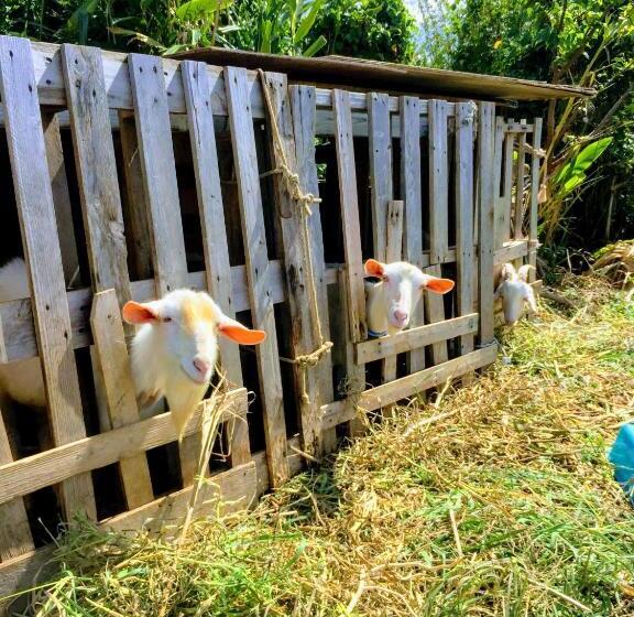 בית מלון כפרי Yoron Tandy House