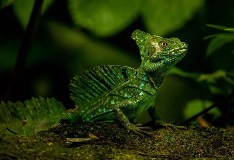 Noah S Forest Hotel By Tifakara