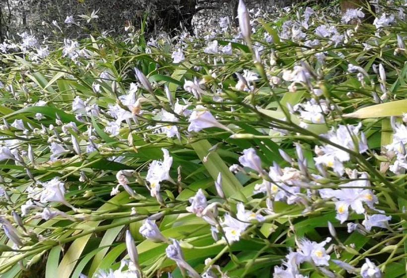 مبيت وإفطار Villa Albachiara