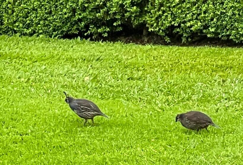 تختخواب و صبحانه Quail Lodge