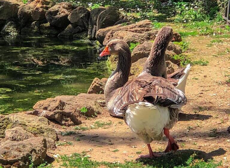 פנסיון Campo24roma Guesthouse