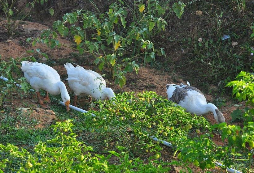 استراحتگاه Indimasi  Ayurveda & Healing Village