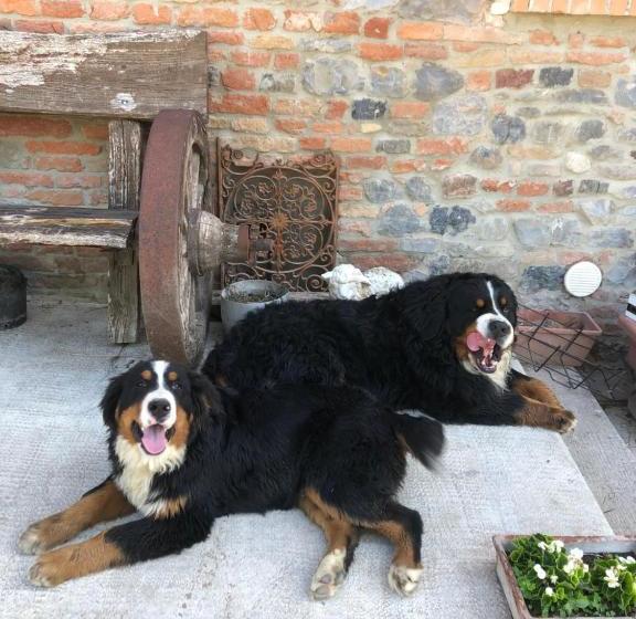 New Flowers Farm B&b