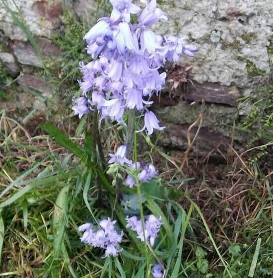 住宿加早餐  Fattoria Del Pino