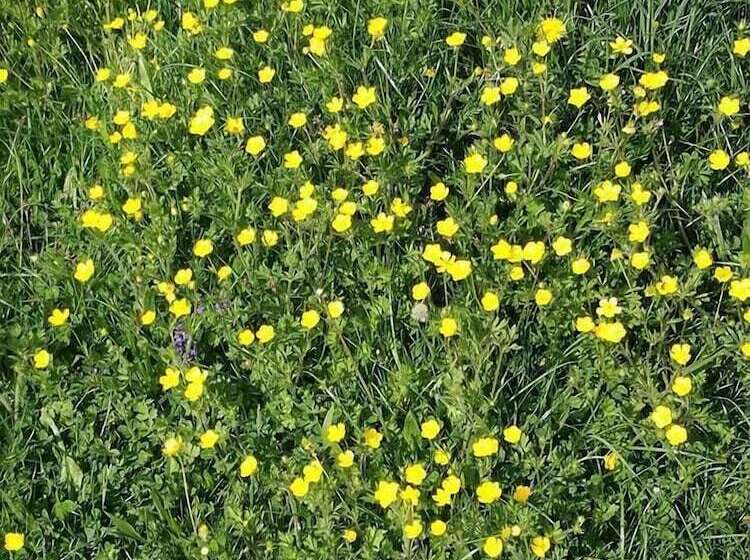 住宿加早餐  Fattoria Del Pino