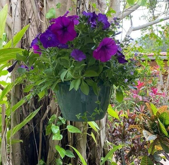 ホテル Tropical Villas Of Venice Beach