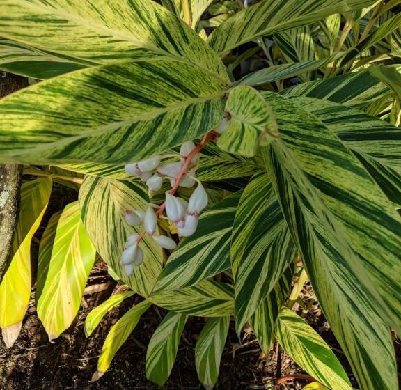فندق Tropical Villas Of Venice Beach