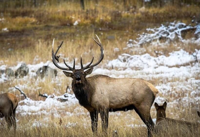 فندق صغير Golden Stone Inn