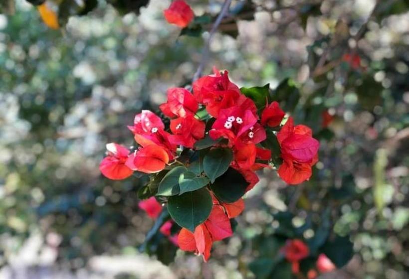 펜션 Pousada Halliny Do Rosa