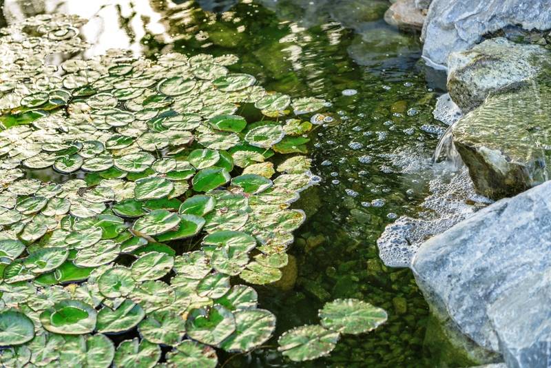 בית מלון כפרי Ayres Lodge Alpine