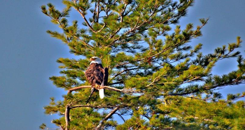 فندق Best Western Saranac Lake