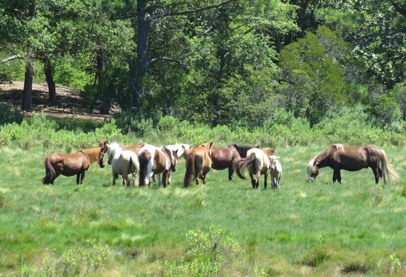 فندق Comfort Suites Chincoteague Island Bayfront Resort