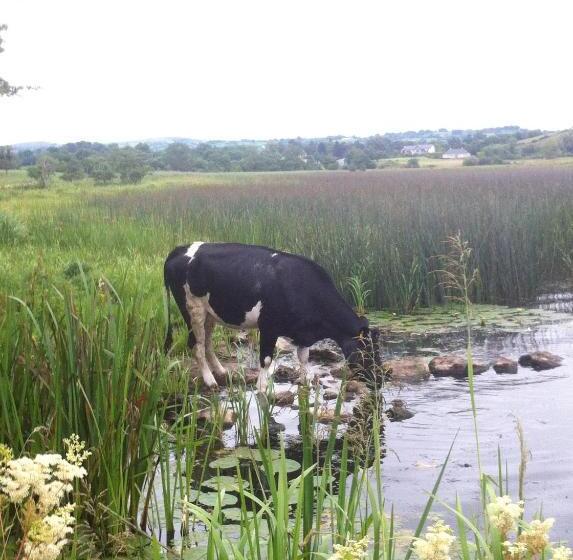 بنسيون Dromard House