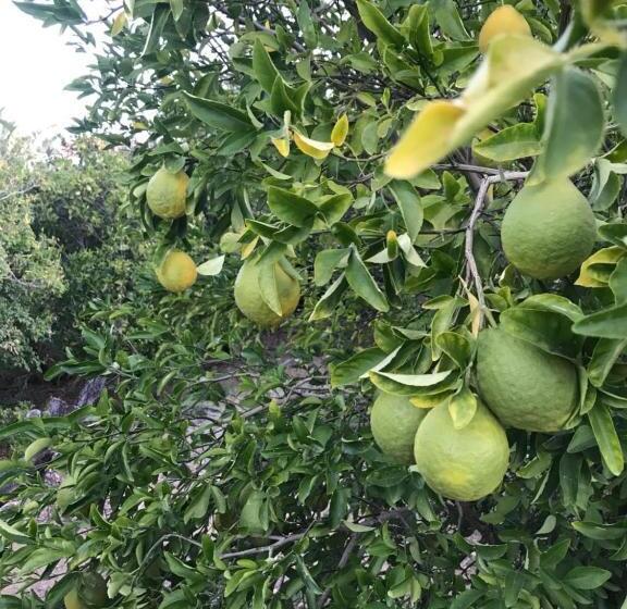 פנסיון The Lemon Tree