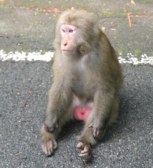 Пансион Yakunoyado Taguchi